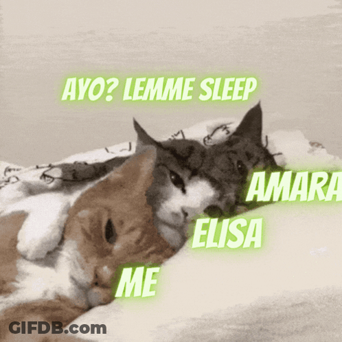 Two Cats Laying On A Bed With Ayo Lemme Sleep Amara Elisa Me GIF