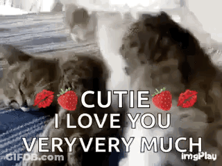 Two Cats Laying On A Blanket With Strawberry Kisses And The Words Cutie I Love You Veryvery Much GIF