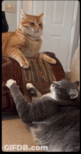 Two Cats Laying On A Couch With Paw4fun Written In The Corner GIF