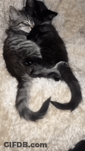 Two Cats Laying On A White Blanket With Their Tails In The Shape Of The Letter S GIF