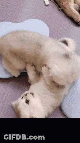 Two Cats Laying On Backs With Miyo Real GIF