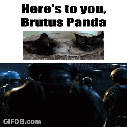 Two Cats Laying On Bed Here's To You Brutus Panda GIF