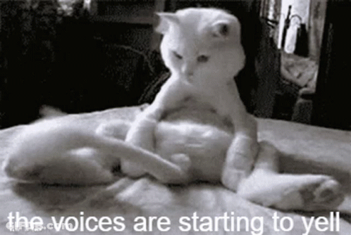 Two Cats Laying On Bed The Voices Are Starting To Yell GIF