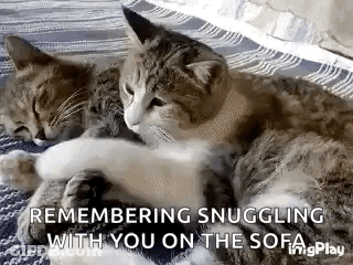 Two Cats Laying On Blanket On Couch GIF