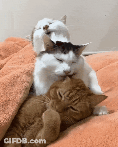 Two Cats Laying On Blanket GIF