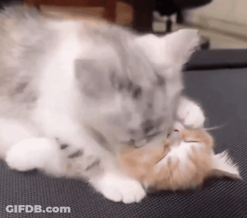 Two Cats Laying On Couch One Licking Other's Face GIF