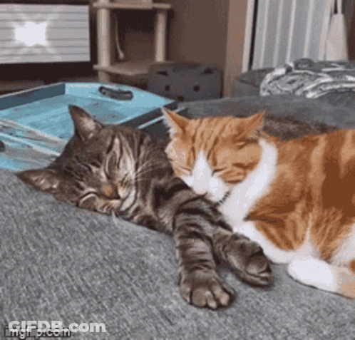 Two Cats Laying On Couch GIF
