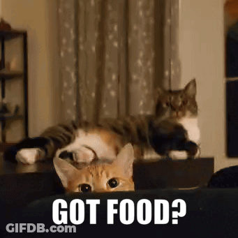 Two Cats Laying On Couch Saying Got Food GIF