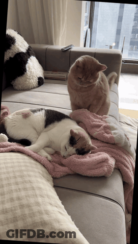 Two Cats Laying On Couch With Panda Pillow GIF