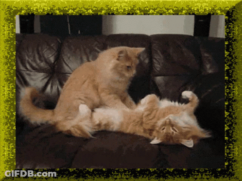 Two Cats Laying On Couch With Yellow Frame GIF
