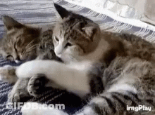 Two Cats Laying On Each Other On Blanket GIF