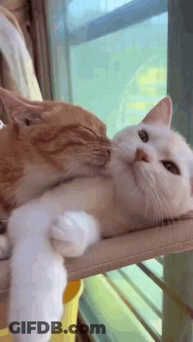 Two Cats Laying On Hammock One Licking Other's Face GIF