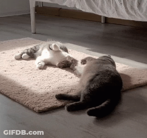 Two Cats Laying On Rug, One On Its Back GIF
