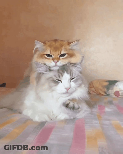 Two Cats Laying On Striped Blanket GIF
