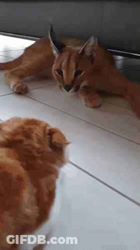 Two Cats Laying On Tiled Floor GIF