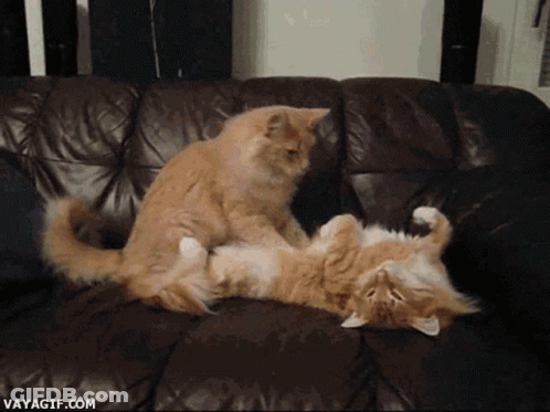 Two Cats Laying On Top Of Each Other On A Couch With The Website Vayagif.com Visible GIF
