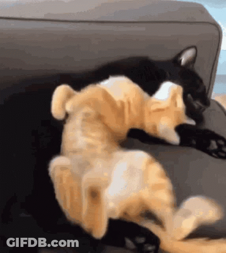 Two Cats Laying On Top Of Each Other On A Grey Couch GIF