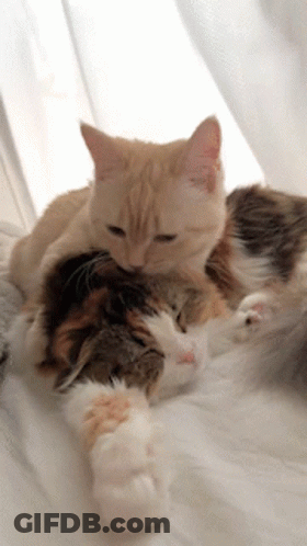 Two Cats Laying On Top Of Each Other On A White Blanket GIF