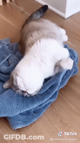 Two Cats Laying On Top Of Each Other On Blue Blanket GIF