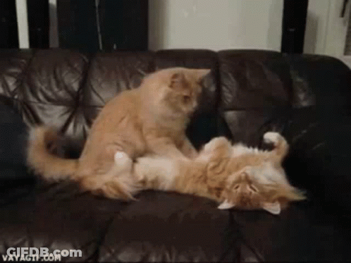 Two Cats Laying On Top Of Each Other On Couch GIF