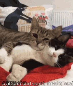 Two Cats Laying On Top Of Each Other With The Words Scotland And South Mexico Real GIF