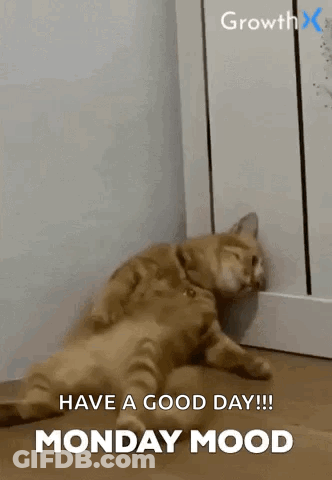 Two Cats Laying Together Monday Mood Have A Good Day GIF