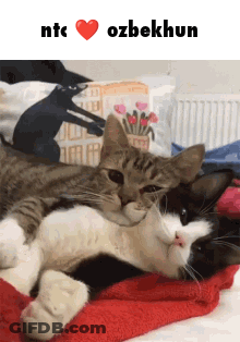 Two Cats Laying Together Ntc Ozbekhun GIF