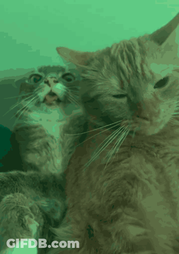 Two Cats Laying Together One Looking At Camera GIF
