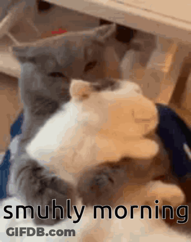 Two Cats Laying Under Table Saying Smuhly Morning GIF