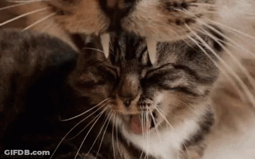 Two Cats Licking Each Other's Faces GIF
