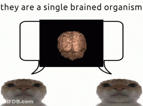 Two Cats Looking At Brain Picture Saying They Are A Single Brained Organism GIF
