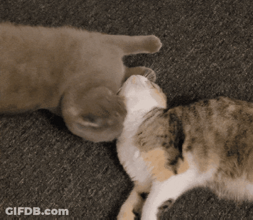Two Cats Looking At Each Other GIF