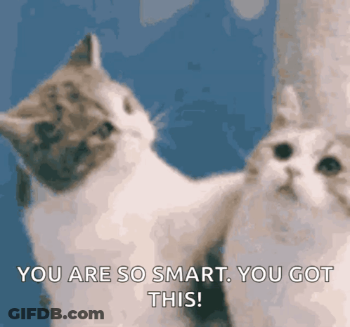 Two Cats Looking At Each Other GIF