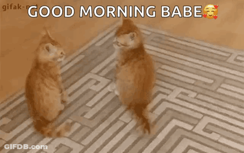 Two Cats Looking At Each Other On A Rug With The Words Good Morning Babe Below Them GIF