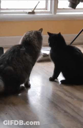 Two Cats Looking At Each Other On A Wood Floor GIF
