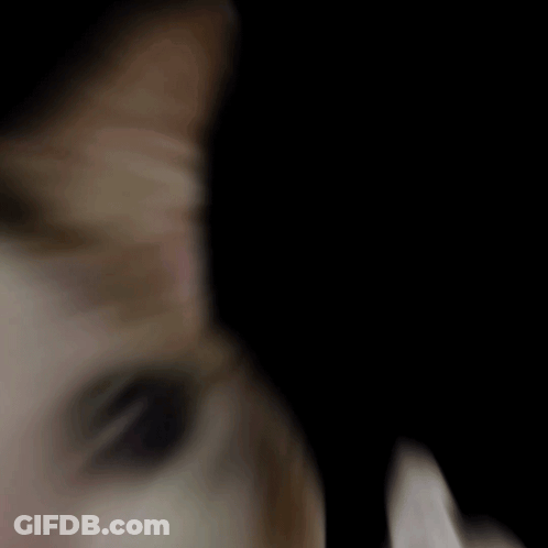 Two Cats Looking At Each Other, One Crying GIF