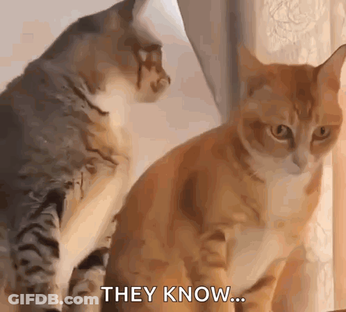 Two Cats Looking At Each Other One Says They Know GIF