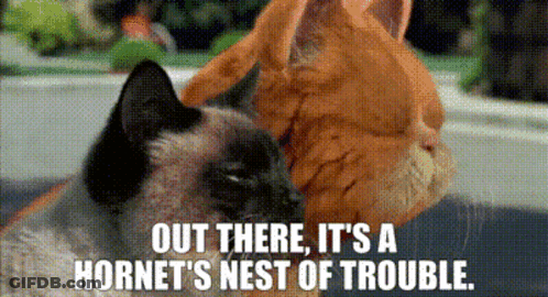 Two Cats Looking At Each Other Out There It's A Hornet's Nest Of Trouble GIF
