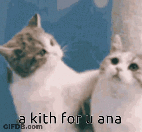 Two Cats Looking At Each Other Saying A Kith For U Ana GIF