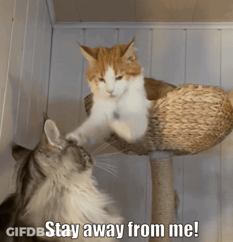 Two Cats Looking At Each Other Stay Away From Me GIF