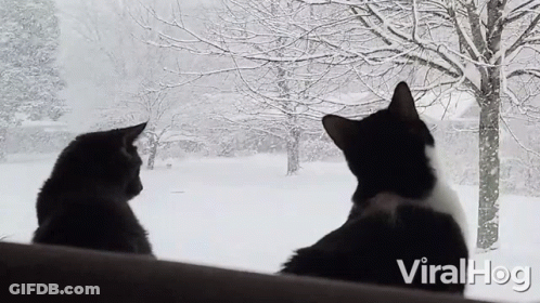 Two Cats Looking Out Snow Window GIF