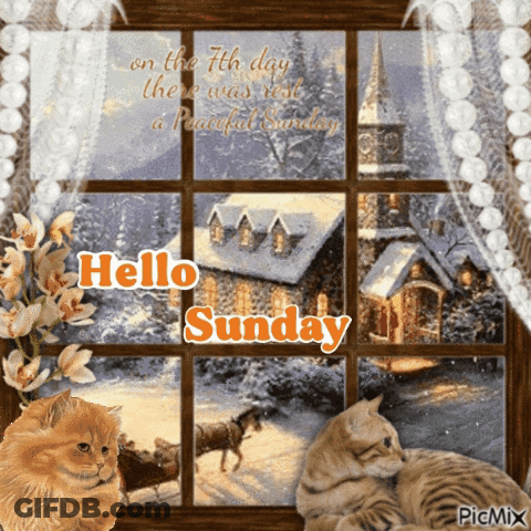 Two Cats Looking Out Window Hello Sunday GIF