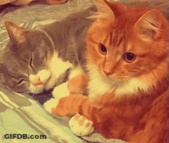 Two Cats Lying On Bed GIF