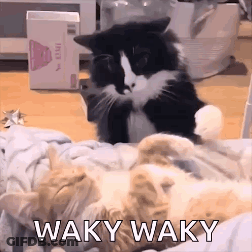 Two Cats Lying On Bed Waky Waky GIF