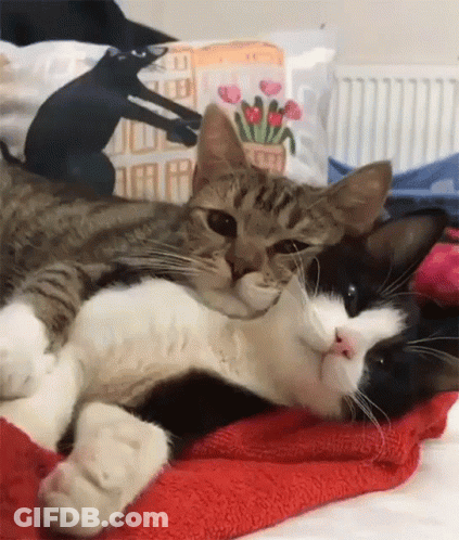 Two Cats Lying On Bed With Flowers Pillow GIF