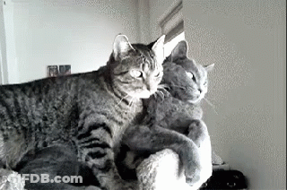 Two Cats Lying On Couch Looking At Each Other GIF