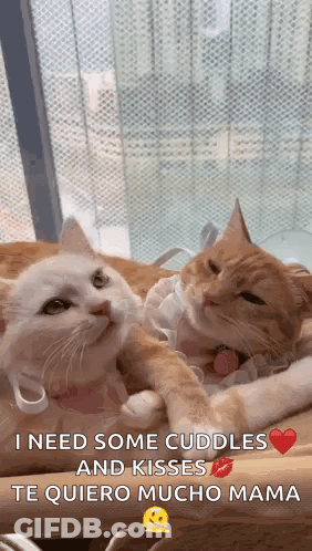 Two Cats Lying On Table GIF