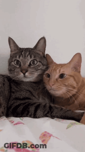 Two Cats Lying Together One Looking At Camera GIF