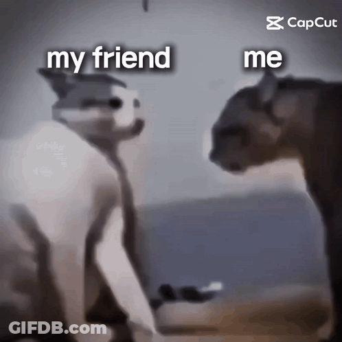 Two Cats My Friend Me GIF