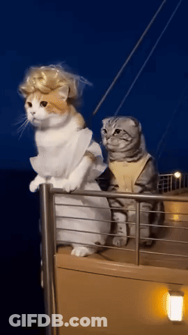 Two Cats On A Boat One Wearing A Wig GIF